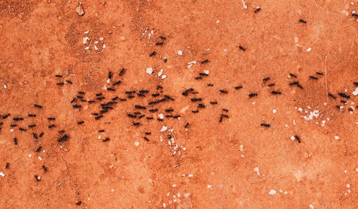 Get Rid of Ants in Your Home